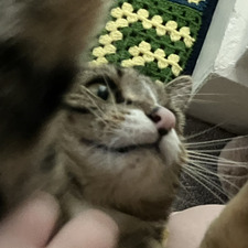 Logan
