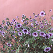 Dama