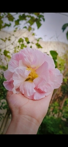 Noura