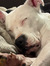 Amy