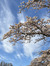 Bloem&#...
