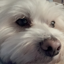 Maya