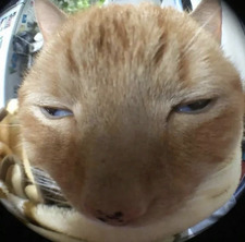 weng