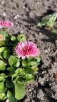 Jasmin