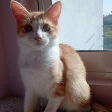 Pablo Yamild
