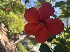 Marisol