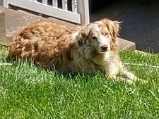 Tammy