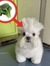 foster ✿