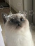Nellie ...