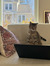 Cat Xu