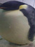 A rotund penguin