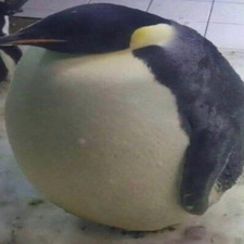 A rotund penguin