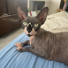 Tara