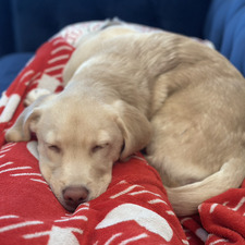 Stella