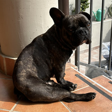 marti