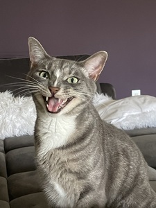 Elli