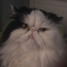 guy