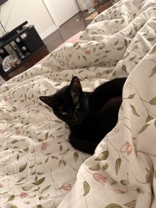 sam