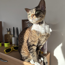 Audrey