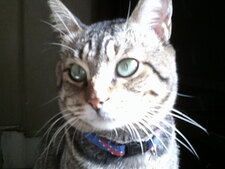 Milo