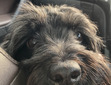 elsie
