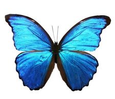 Blue Butterfly