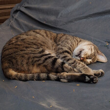 عبد المعطي السباعي