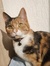 Sanne