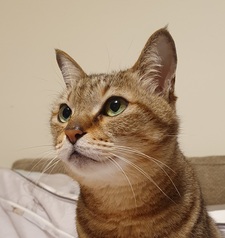 Lillian