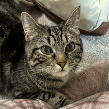 Amelia