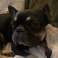maya