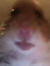 Hannah R