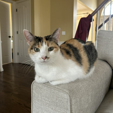 Amy