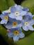 Myosotis