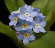 Myosotis