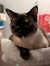 Huyen