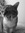 zazou