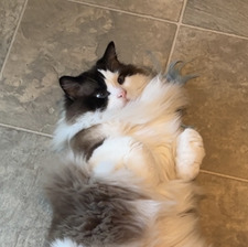 Laura