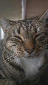 Tilly
