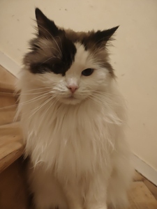 Els