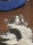 Noel
