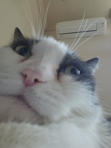 S.