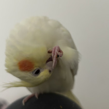 Mi