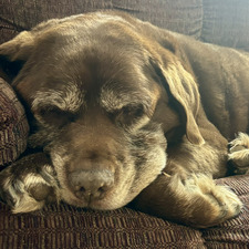 Bentley Sheils