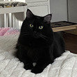 Kat