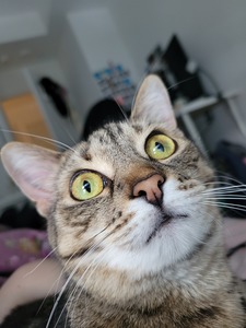 Sirsh Eepadoodle
