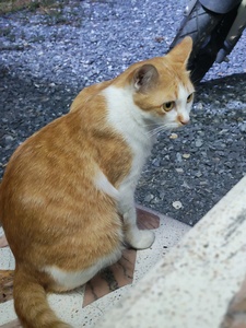 longpakka