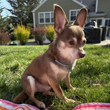 Molly