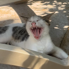 matteo