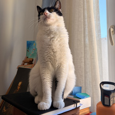 Ayışığı Tandoğdu